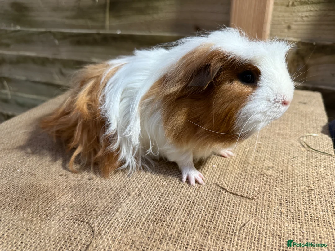 Guinea Pig rodents for sale: Guinea pigs available - Advert 2