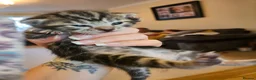 Mixed Breed cats for sale: Ready 4 days black boy kitten Siamese ragdoll mix  - Advert 37