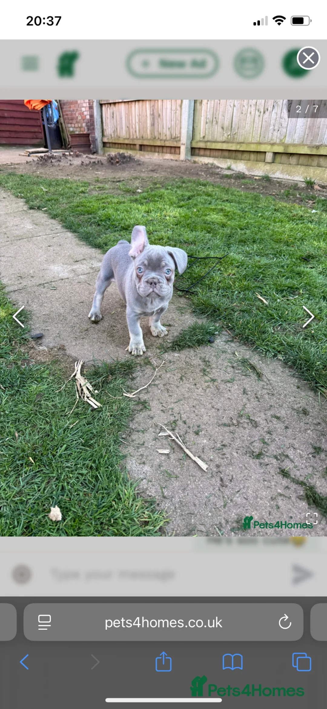 French Bulldog dogs for sale: 700 French bulldog  - Advert 1