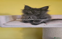Maine Coon cats for sale: TICA Registered Maine Coon Kittens  - Image 6