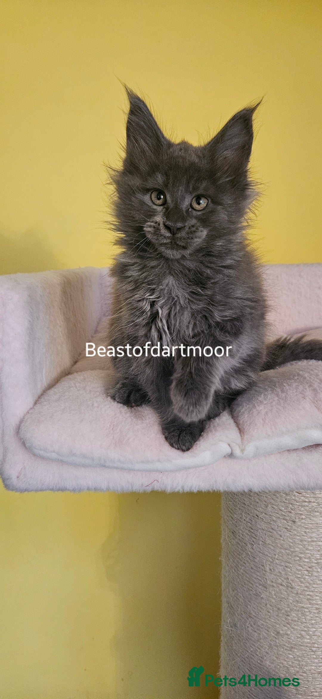 Maine Coon cats for sale: TICA Registered Maine Coon Kittens  - Image 6
