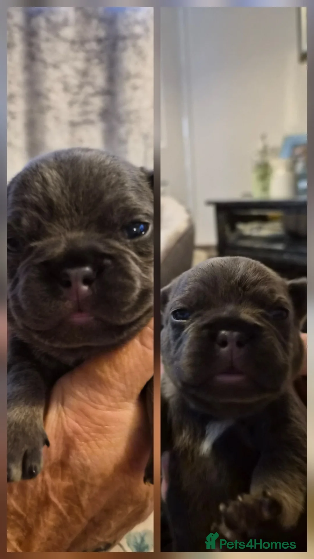 French Bulldog dogs for sale: Blue french bulldog puppies - Advert 2