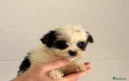 Yorkshire Terrier dogs for sale: Coloured Yorkshire Terrier Puppies  - Image 10