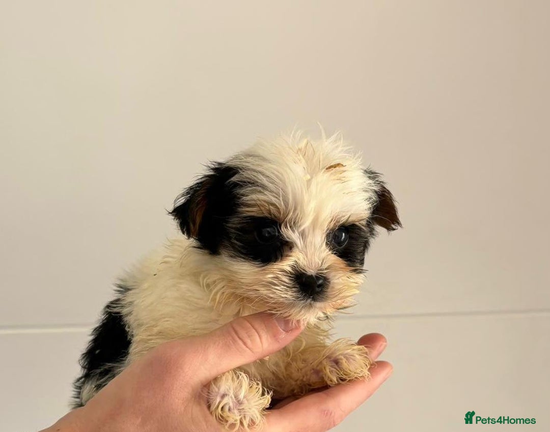 Yorkshire Terrier dogs for sale: Coloured Yorkshire Terrier Puppies  - Image 10