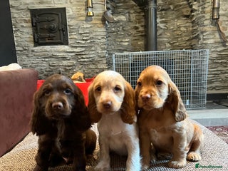 Cocker Spaniel dogs - Advert 22