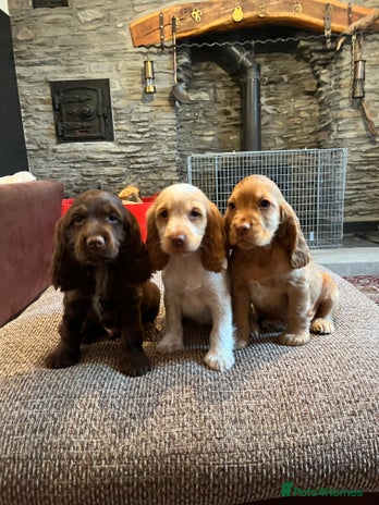 Cocker Spaniel dogs - Advert 6