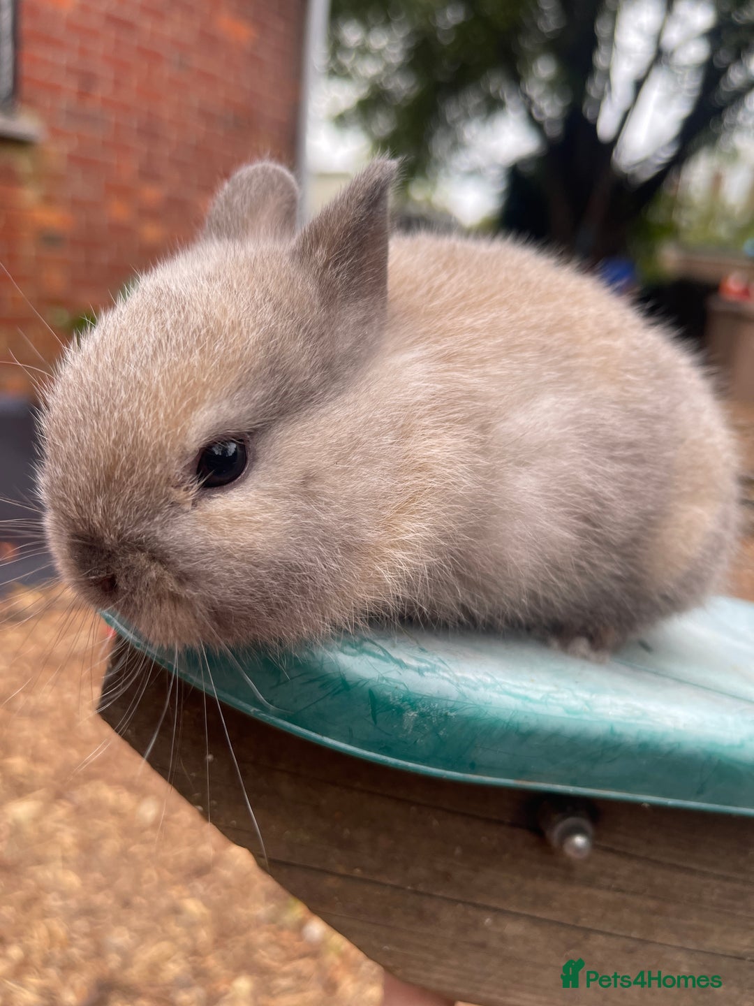 Netherland Dwarf rabbits for sale: Rare Colours Netherland Dwarfs - Image 8