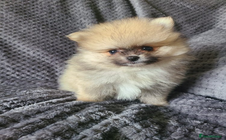 Pomeranian dogs - Advert 6
