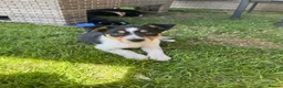Border Collie dogs for sale: Border collie pups ready to leave now - Advert 10