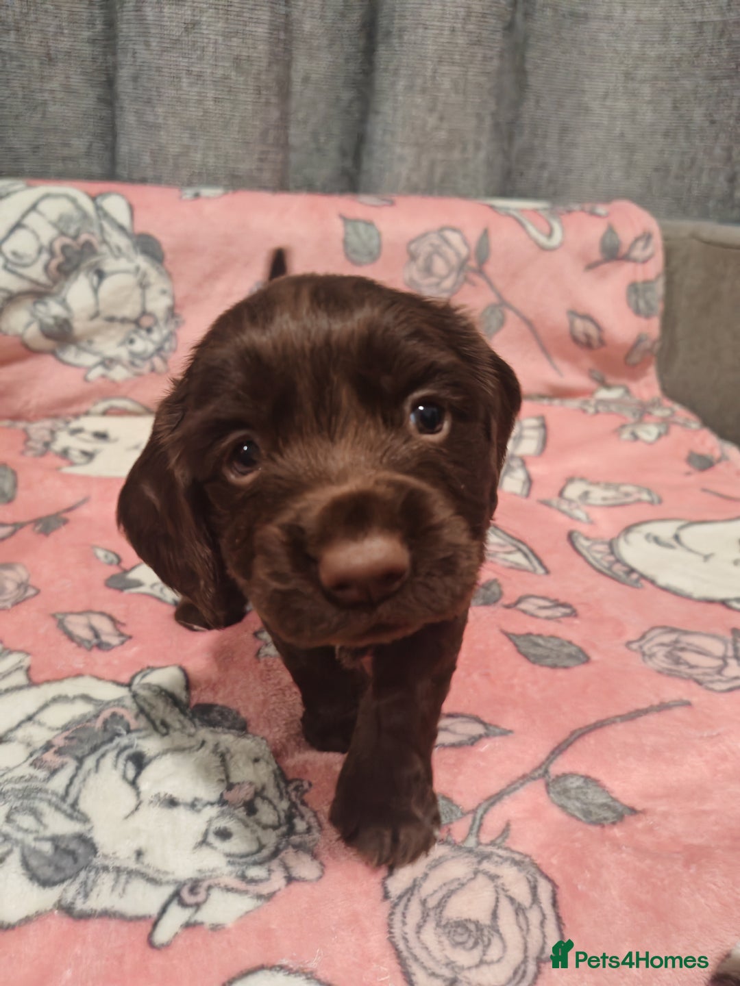 Cocker Spaniel dogs for sale: Pure Working Cocker Spaniel Puppies - Advert 10