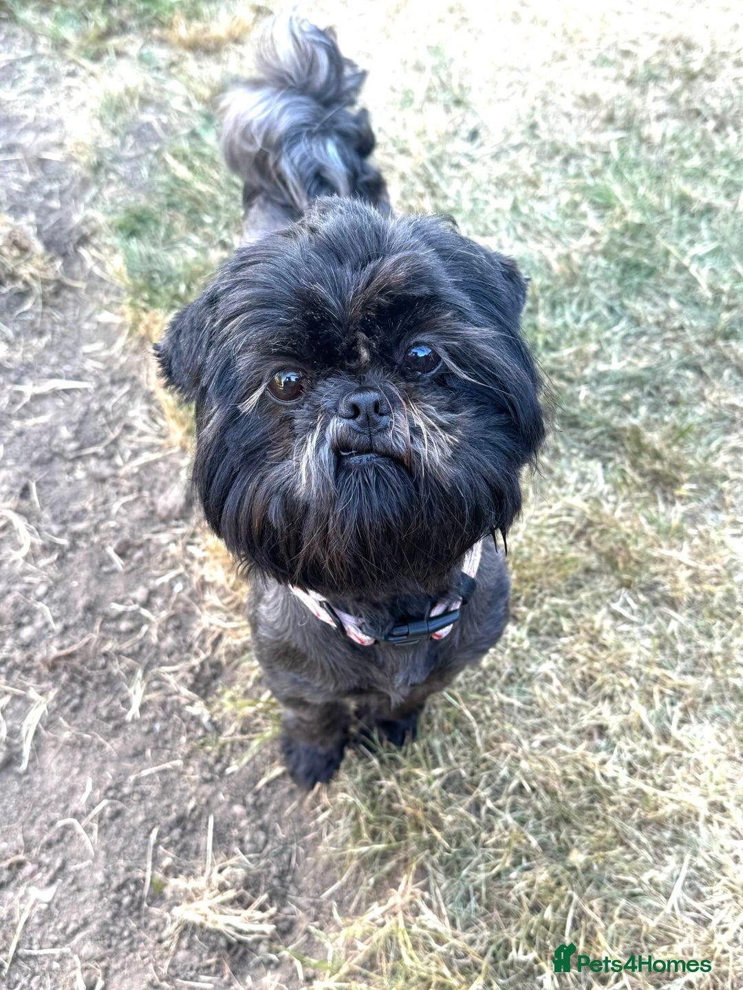 Shihpoo dogs for sale: Ready now, stunning Shihpoo puppies £1650 - Image 17