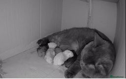 British Shorthair cats for sale: Gccf registered pedigrees kittens - Image 9
