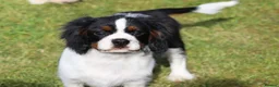 Cavalier King Charles Spaniel dogs for sale: Beautiful Cavalier King Charles Spaniel male  - Advert 23
