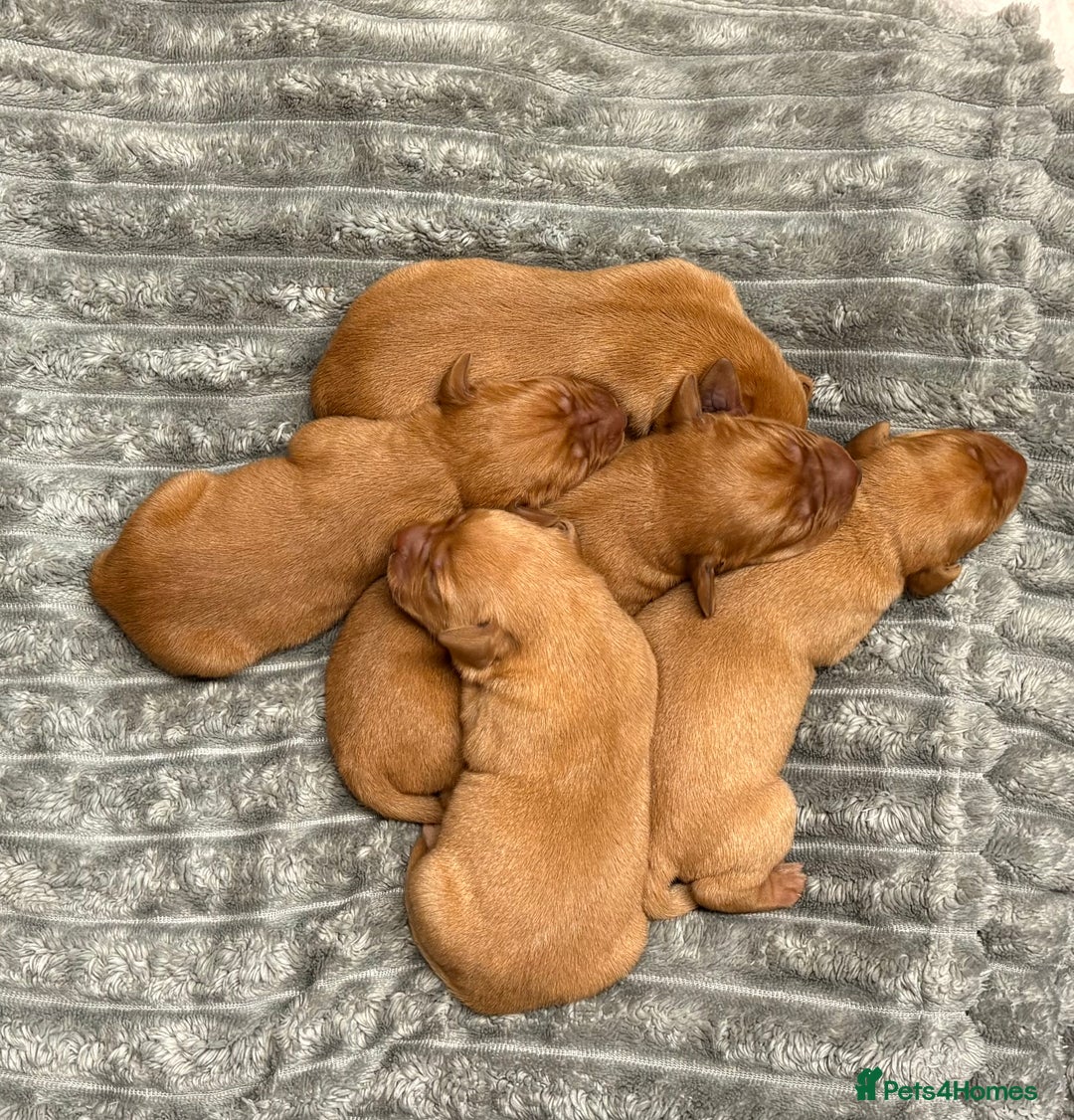 Labrador Retriever dogs for sale: Beautiful KC registered Fox Red Labrador Puppies - Image 5