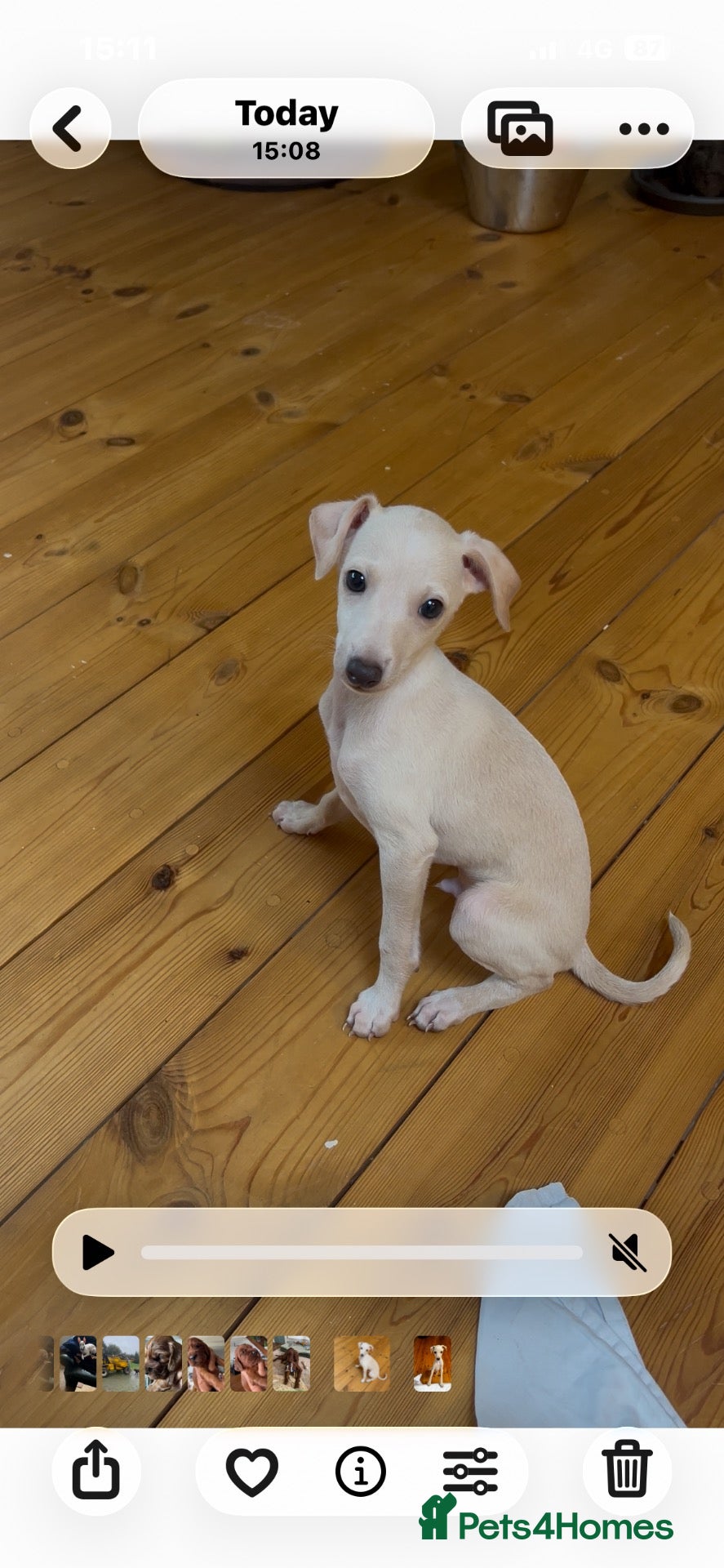 Italian Greyhound dogs Superb Quality ITALIAN GREYHOUND Puppies - Advert 1