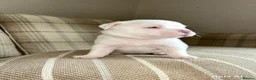 American Bully dogs for sale: 🐾 POCKET BULLY PUPPIES 🐾  in Nottingham - Advert 2