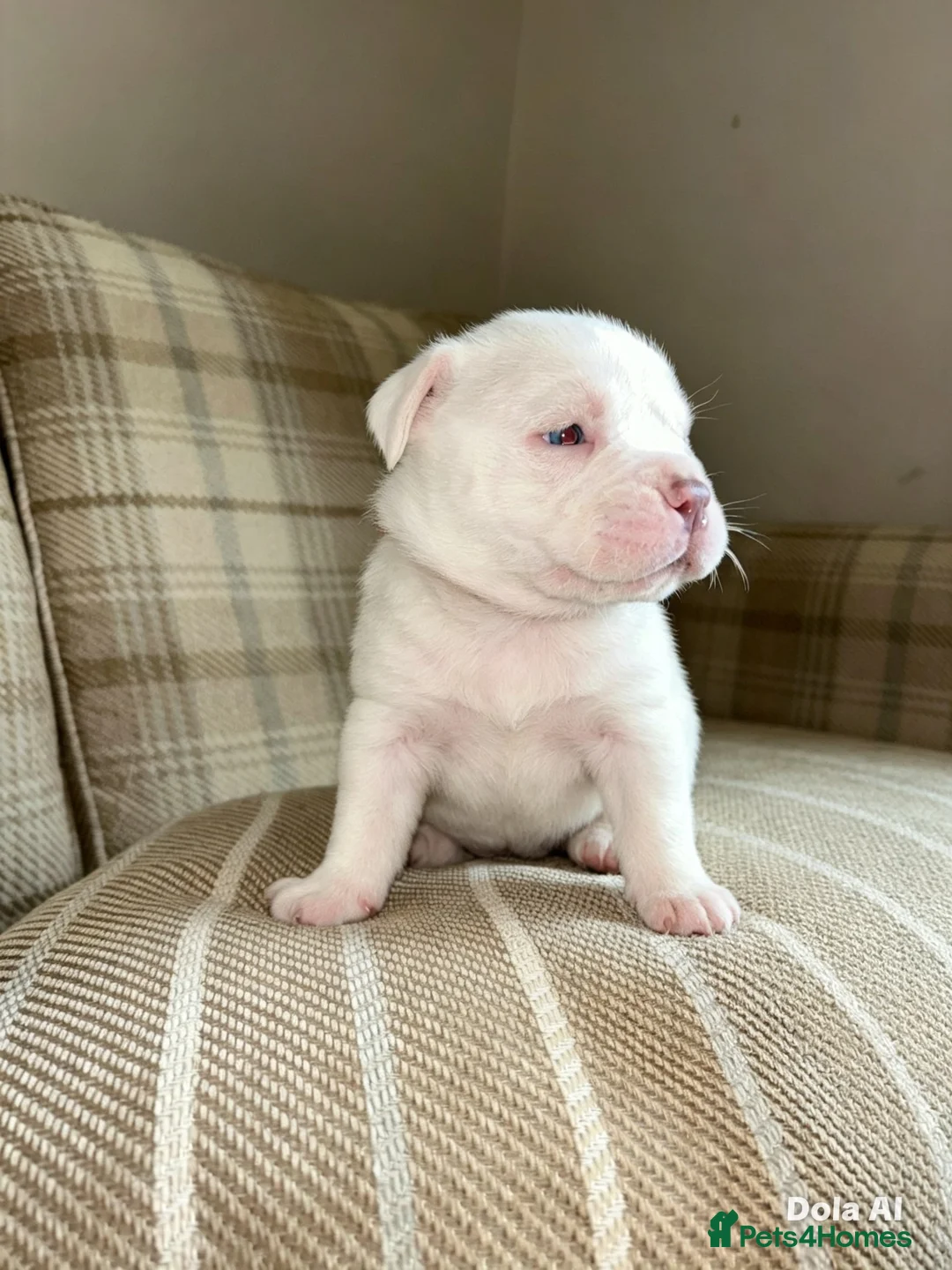 American Bully dogs for sale: 🐾 POCKET BULLY PUPPIES 🐾  in Nottingham - Advert 2