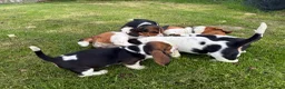 Basset Hound dogs for sale: Beautiful Basset Hound Puppies - Advert 9