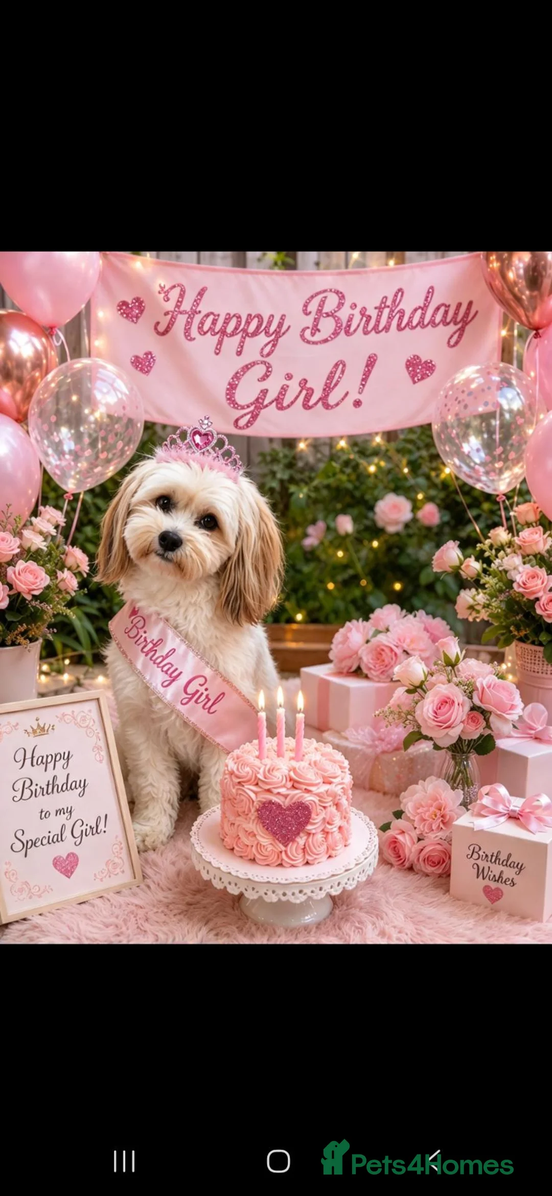 Mixed Breed dogs for sale: LOVELY KYI-LEO GIRL(Lhasa Apso/Maltese) CAN GO NOW - Advert 9