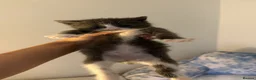 Mixed Breed cats for sale: Adorable Rescue Kittens Looking for Loving Homes  - Advert 8