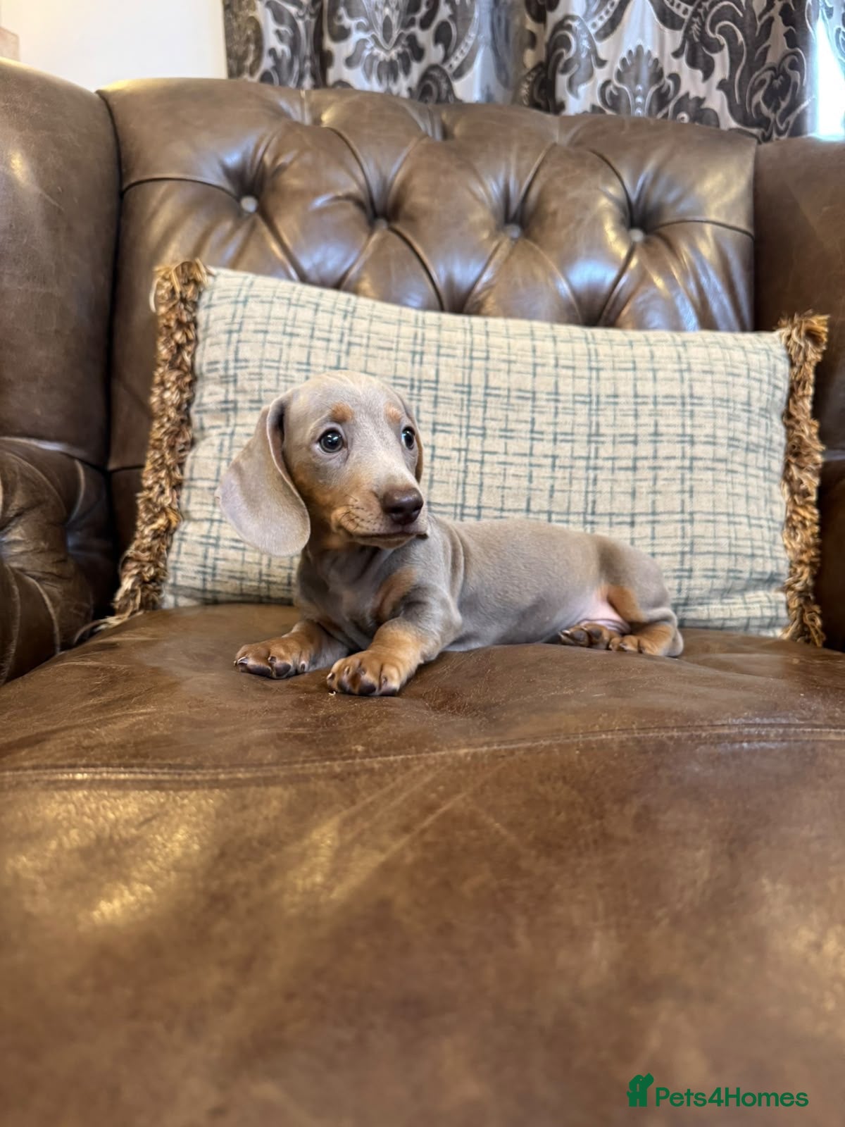 Miniature Dachshund dogs for sale: Miniature Dachshund Puppies  - Advert 1