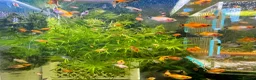 Platies fish for sale: Beautiful small Platy, Guppy Molly &Pleco-HobbyTK - Advert 7