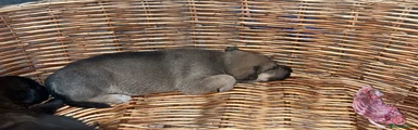 Cane Corso x