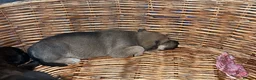 Mixed Breed dogs for sale: 6 Cane Corso x puppies  in Barking - Advert 13
