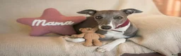 Whippet dogs for sale: KC Reg Whippet Pups-Heart Tested Clear Parents in Caernarfon - Advert 5