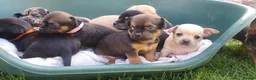 Mixed Breed dogs for sale: Beautiful Puppies  in Martock - Advert 22