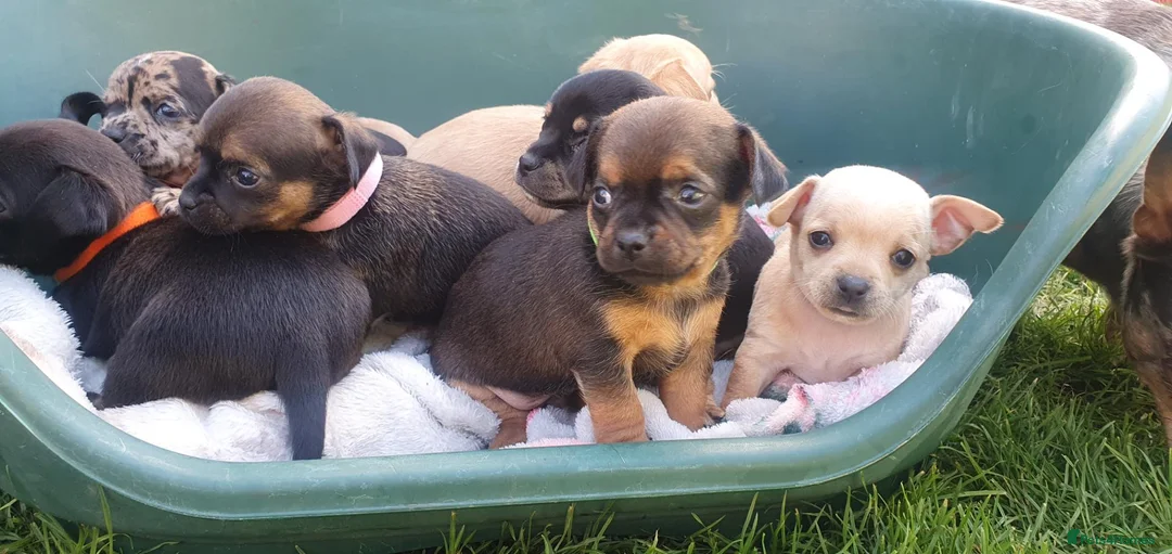 Mixed Breed dogs for sale: Beautiful Puppies  in Martock - Advert 22