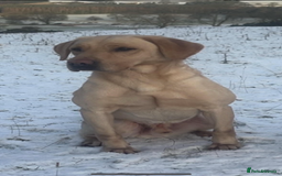 Labrador Retriever dogs for sale: Labrador  - Image 5