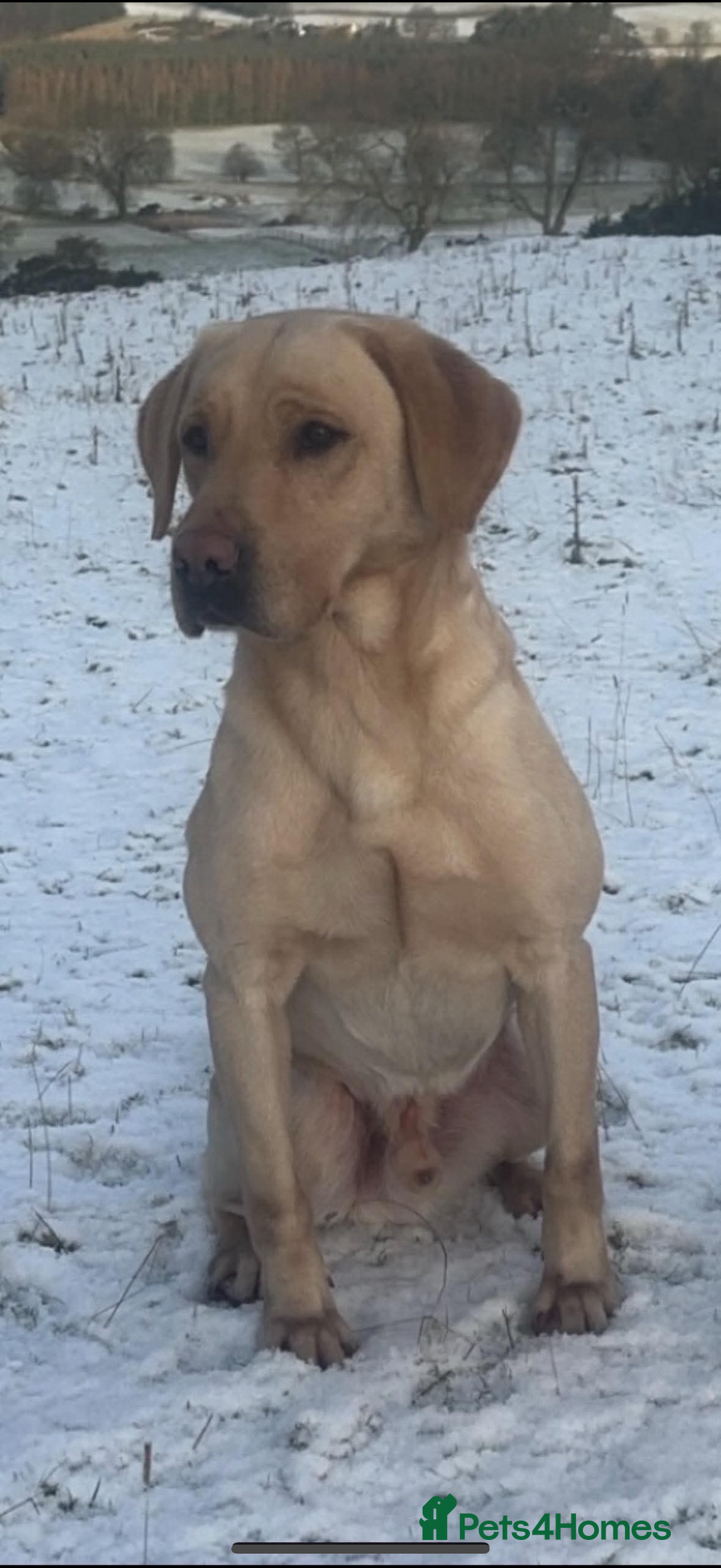 Labrador Retriever dogs for sale: Labrador  - Image 5