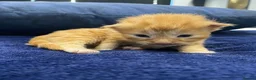 Maine Coon cats for sale: Main coon kittens - Advert 13