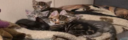 Mixed Breed cats for sale: Playful and sweet kittens  - Advert 1