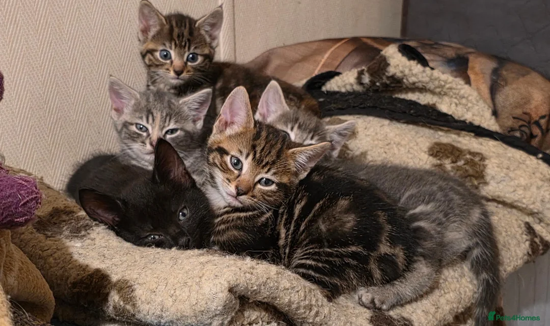 Mixed Breed cats for sale: Playful and sweet kittens  - Advert 1