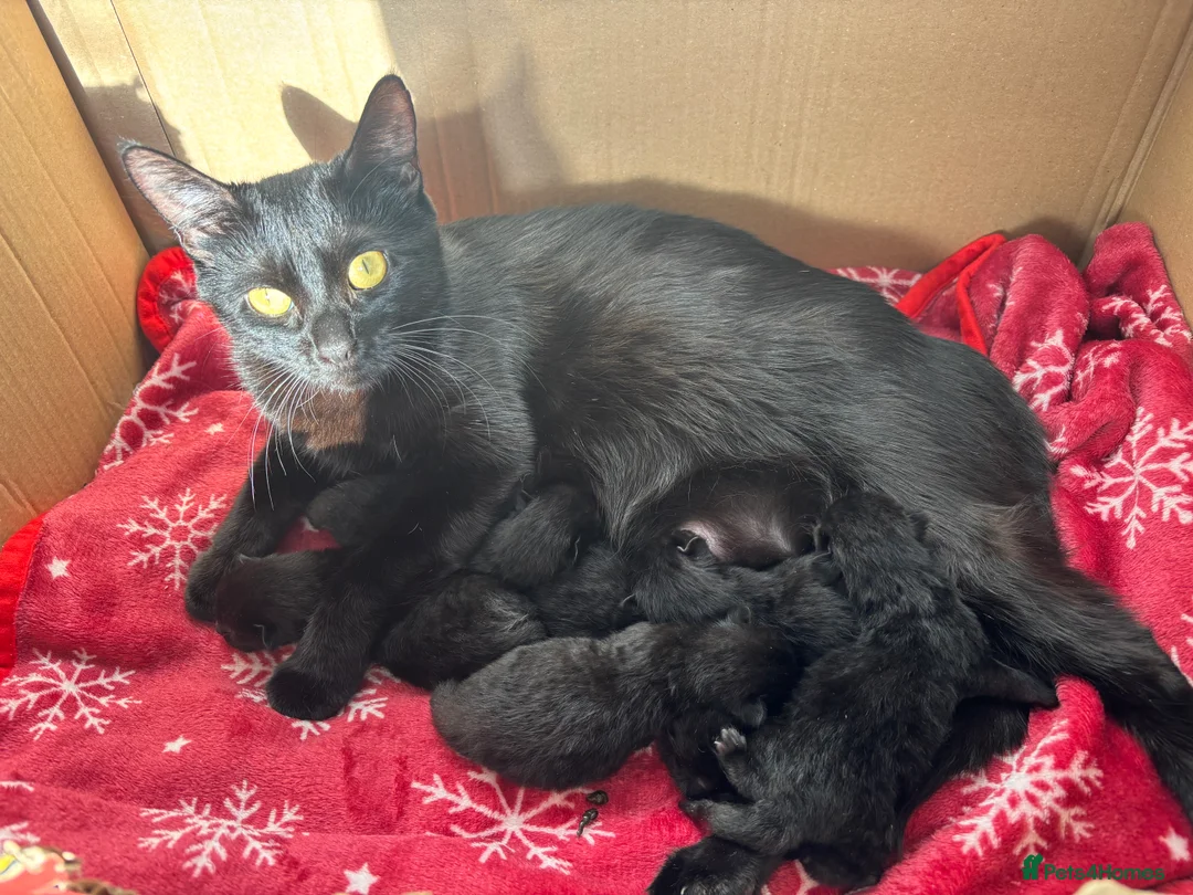 British Shorthair cats for sale: 5 beautiful kittens  - Advert 2