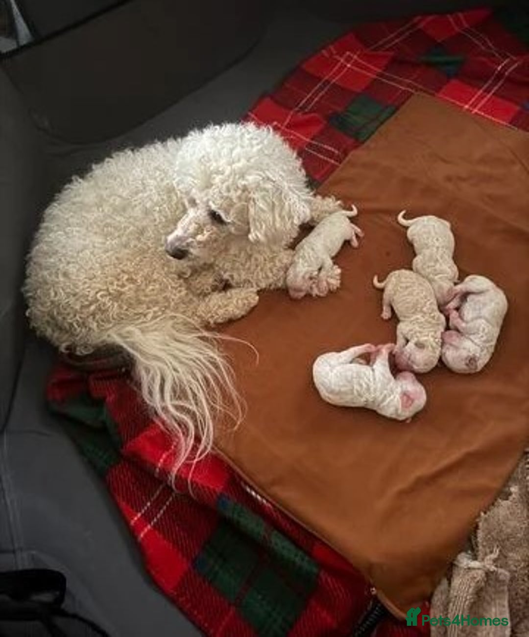 Bichon Frise dogs for sale: Beautiful shih tzu Puppies  male & fe - Advert 7