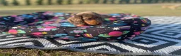 Miniature Dachshund dogs for sale: Miniature longhaired dachshund  in Rochester - Advert 8