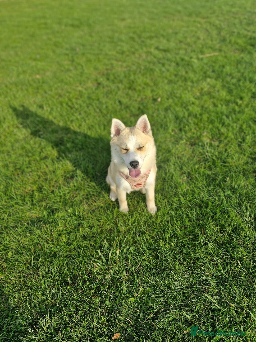 Pomsky dogs for sale: pomsky - Advert 5