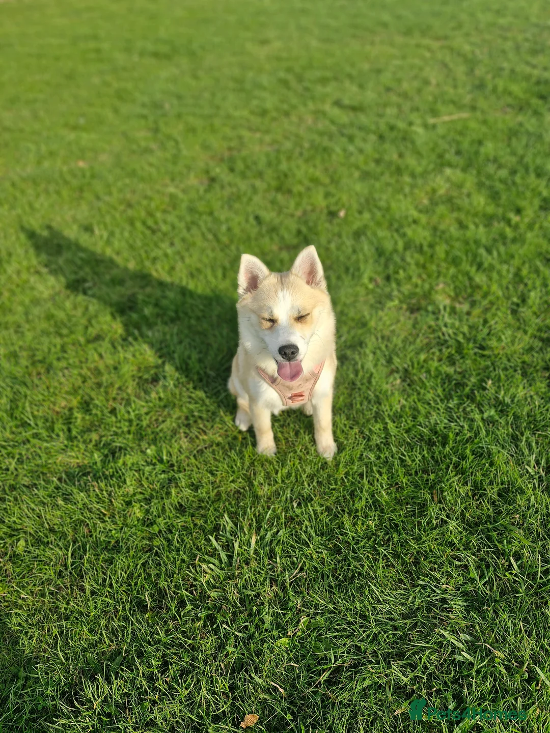 Pomsky dogs for sale: pomsky - Advert 5