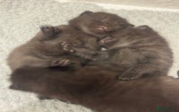 British Shorthair cats for sale: 4 kittens half British shorthair  - Advert 2