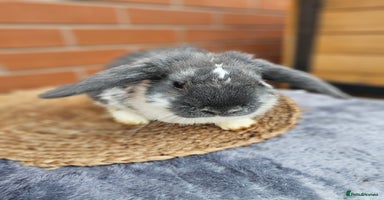Lionhead rabbits Mini lop bucks (not lionhead using old add) - Advert 10