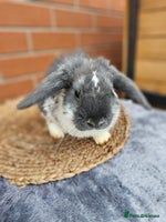 Lionhead rabbits Mini lop bucks (not lionhead using old add) - Advert 4
