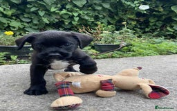 Mixed Breed dogs for sale: Gorgeous Jack x chihauhua pups ❤️ - Image 1