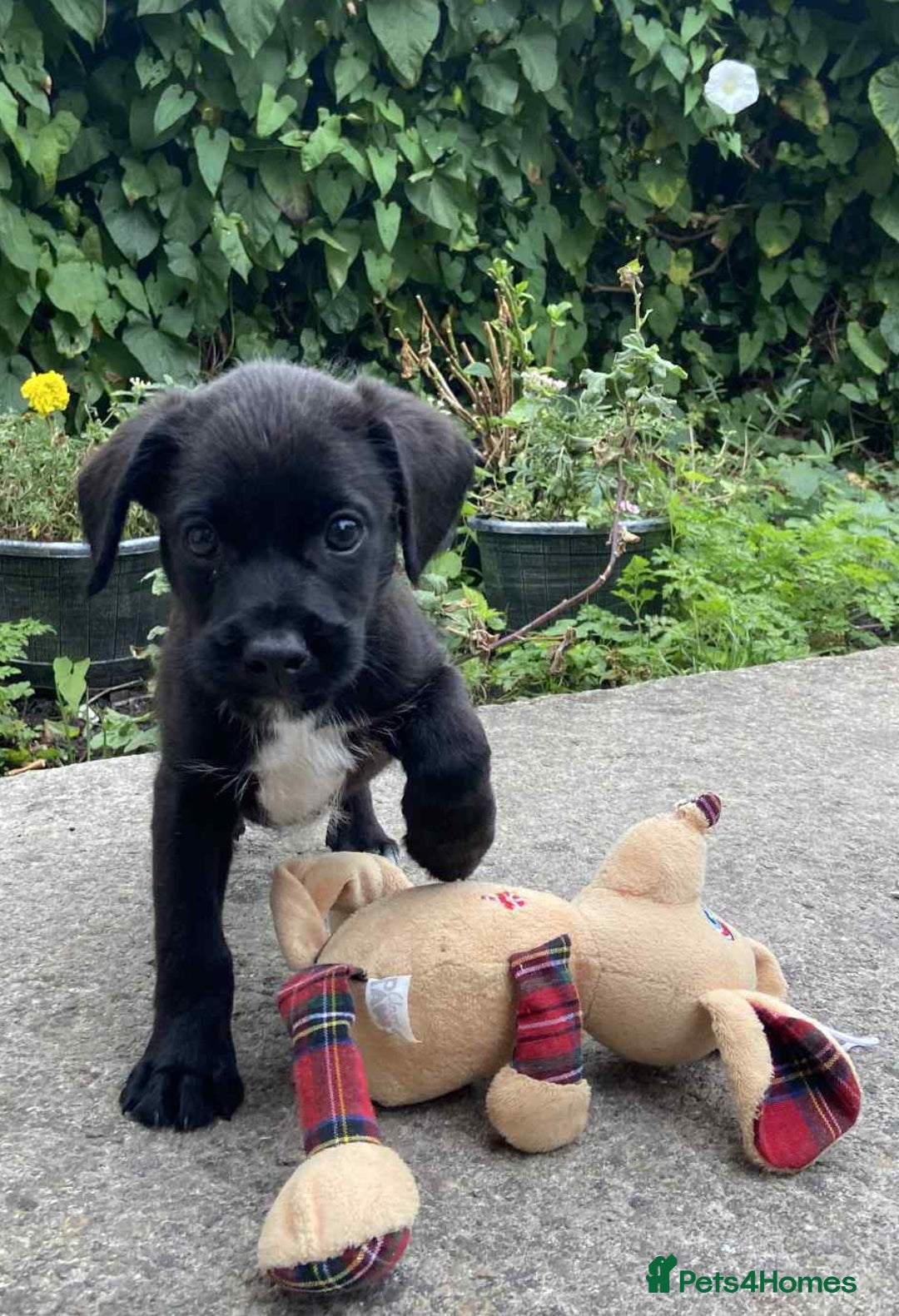 Mixed Breed dogs for sale: Gorgeous Jack x chihauhua pups ❤️ - Image 1