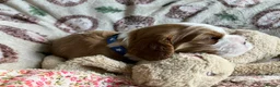 Cavalier King Charles Spaniel dogs for sale: KC Registered Puppies from Health Tested Parents  in Market Rasen - Advert 9