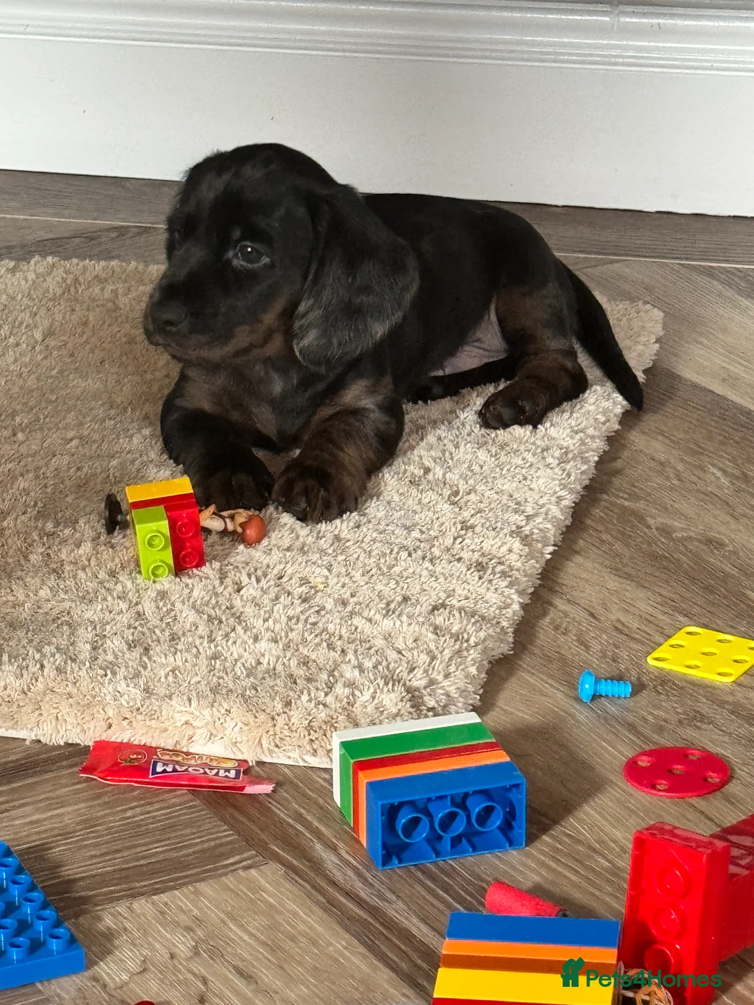 Cocker Spaniel dogs for sale: Four gorgeous playful cocker spaniels  - Advert 5