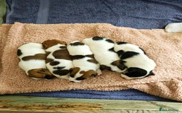 Jack Russell dogs for sale: Jack Russell puppies  - Image 2