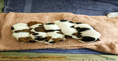 Jack Russell dogs - Advert 5